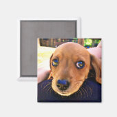 Cute Brown Dachshund Puppy Dog Magneet (Voorkant / Achterkant)