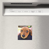 Cute Brown Dachshund Puppy Dog Magneet (Insitu (Vaatwasser))
