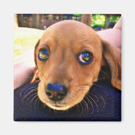 Cute Brown Dachshund Puppy Dog Magneet
