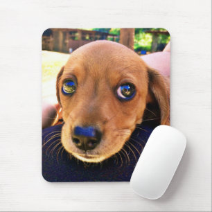Cute Brown Dachshund Puppy Dog Muismat