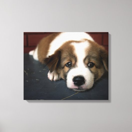 Cute Brown en White Puppy Canvas Afdruk (Voorkant)