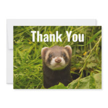 Cute Brown Ferret in de Grass