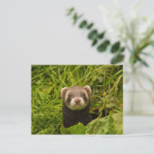 Cute Brown Ferret in de Grass Briefkaart (Staand voorkant)