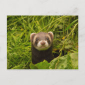 Cute Brown Ferret in de Grass Briefkaart (Voorkant)