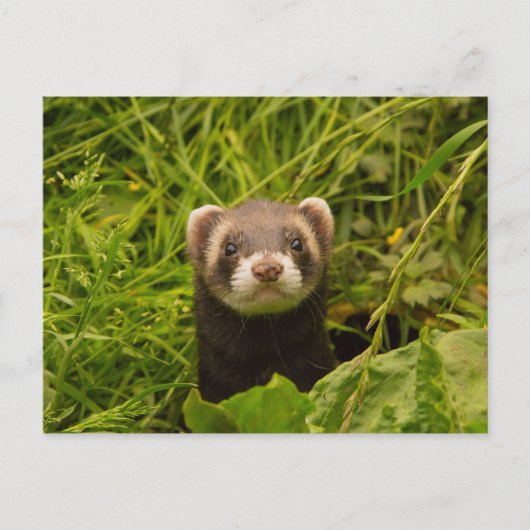 Cute Brown Ferret in de Grass Briefkaart (Voorkant)