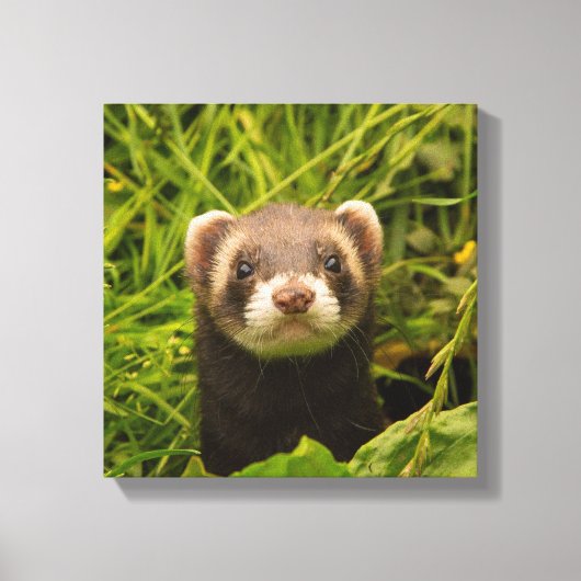 Cute Brown Ferret in de Grass Foto Canvas Afdruk (Voorkant)