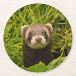 Cute Brown Ferret in de Grass Foto Ronde Kartonnen Onderzetter