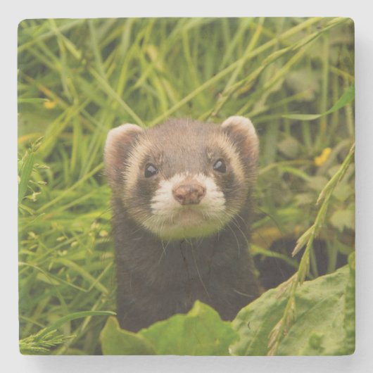 Cute Brown Ferret in de Grass Foto Stenen Onderzetter (Voorkant)