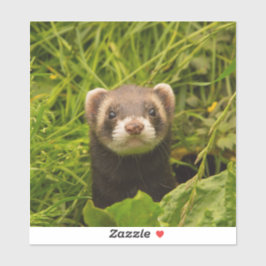 Cute Brown Ferret in de Grass Foto Sticker