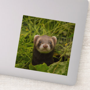 Cute Brown Ferret in de Grass Foto Sticker