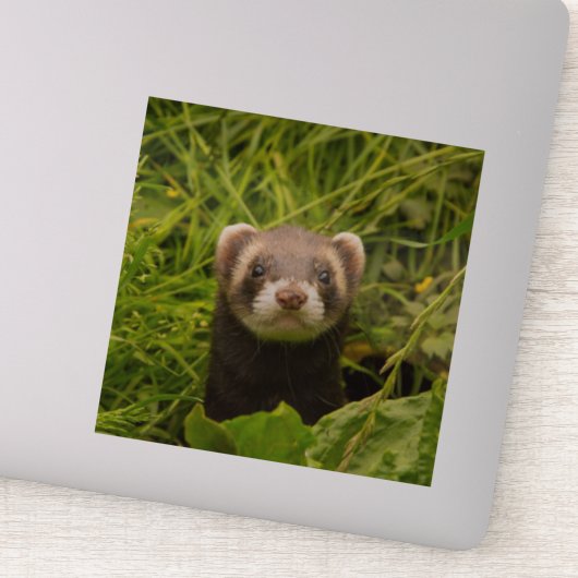 Cute Brown Ferret in de Grass Foto Sticker (Detail)