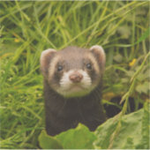 Cute Brown Ferret in de Grass Foto Sticker (Voorkant)