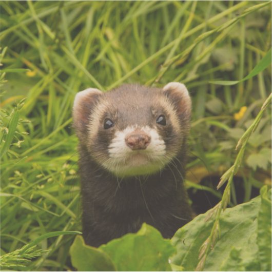 Cute Brown Ferret in de Grass Foto Sticker (Voorkant)