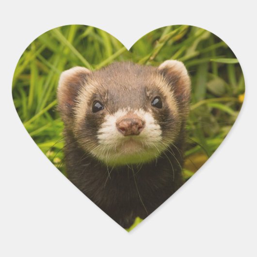 Cute Brown Ferret in de Grass Hart Sticker (Voorkant)