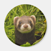 Cute Brown Ferret in de Grass Magneet (Voorkant)