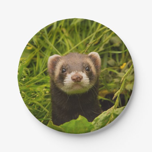 Cute Brown Ferret in de Grass Papieren Bordje (Voorkant)