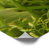 Cute Brown Ferret in de Grass Poster (Hoek)