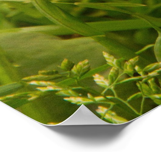 Cute Brown Ferret in de Grass Poster (Hoek)