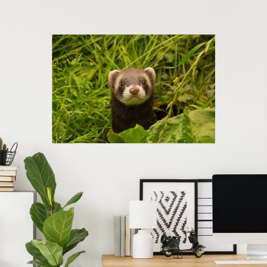 Cute Brown Ferret in de Grass Poster (Thuiskantoor)