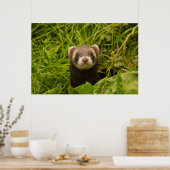 Cute Brown Ferret in de Grass Poster (Keuken)