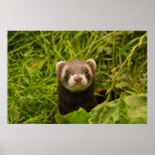 Cute Brown Ferret in de Grass Poster (Voorkant)