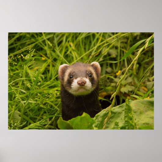 Cute Brown Ferret in de Grass Poster (Voorkant)