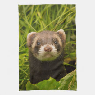 Cute Brown Ferret in de Grass Theedoek