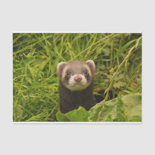 Cute Brown Ferret in de Grass Tissuepapier (Voorkant)