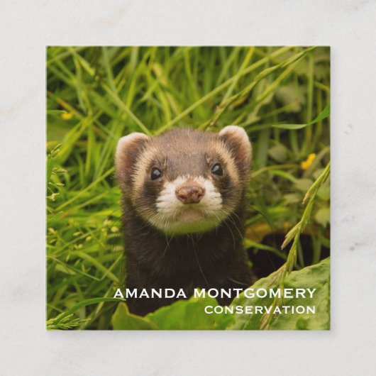 Cute Brown Ferret in de Grass Vierkante Visitekaartje (Voorkant)