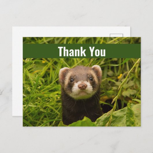 Cute Brown Ferret in the Grass Dank u Briefkaart (Voorkant / Achterkant)