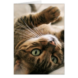 Cute Brown-gebotteld bengaals-kattenkeukenleuf in 