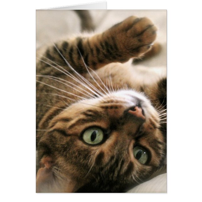 Cute Brown-gebotteld bengaals-kattenkeukenleuf in  (Voorkant)