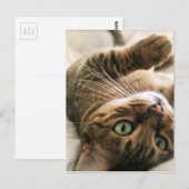 Cute Brown-gebotteld bengaals-kattenkeukenleuf in  Briefkaart (Voorkant / Achterkant)