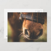 Cute Brown Horse Nose Briefkaart (Voorkant / Achterkant)