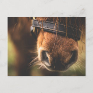 Cute Brown Horse Nose Briefkaart