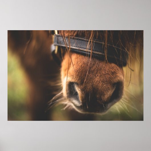 Cute Brown Horse Nose Poster (Voorkant)