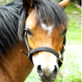 CUTE BROWN PONY BADMAT