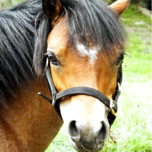 CUTE BROWN PONY BADMAT