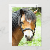CUTE BROWN PONY BRIEFKAART (Voorkant / Achterkant)