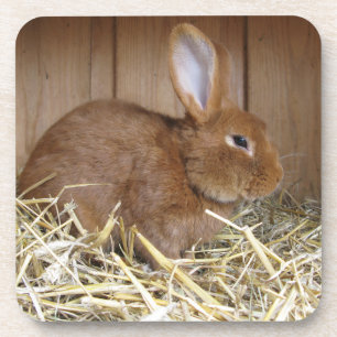 Cute Brown Rabbit in Fresh Hay Bier Onderzetter