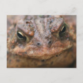Cute Brown Toad Face Nature Briefkaart (Voorkant)