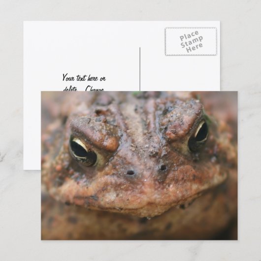 Cute Brown Toad Face Nature Briefkaart (Voorkant / Achterkant)