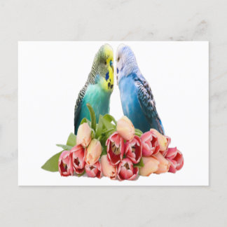 Cute Budgie Design Briefkaart