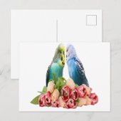Cute Budgie Design Briefkaart (Voorkant / Achterkant)