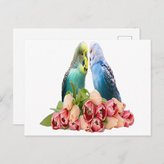 Cute Budgie Design Briefkaart (Voorkant / Achterkant)