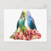 Cute Budgie Design Briefkaart (Voorkant)