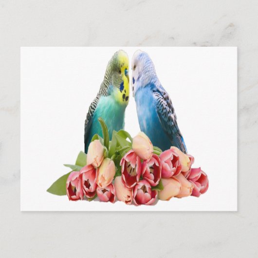 Cute Budgie Design Briefkaart (Voorkant)