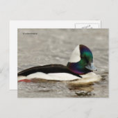 Cute Bufflehead Duck bij Pond Briefkaart (Voorkant / Achterkant)