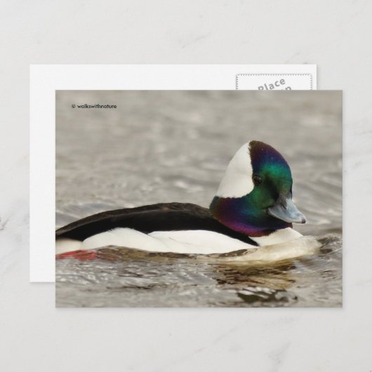 Cute Bufflehead Duck bij Pond Briefkaart (Voorkant / Achterkant)