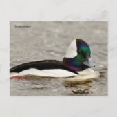 Cute Bufflehead Duck bij Pond Briefkaart (Voorkant)